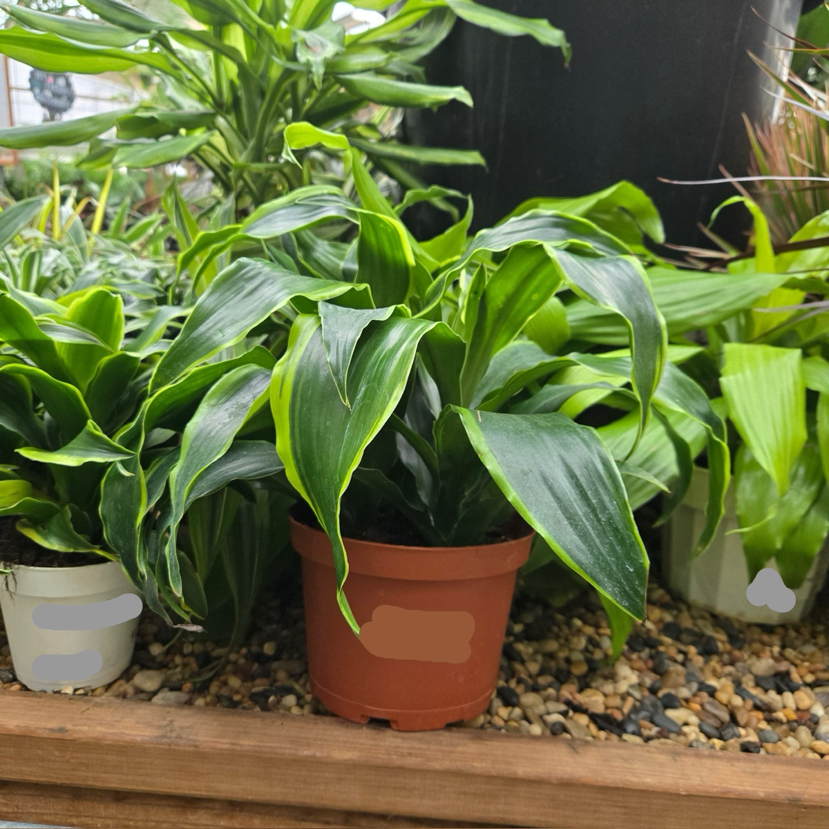 compact dracaena Pele Dracaena
