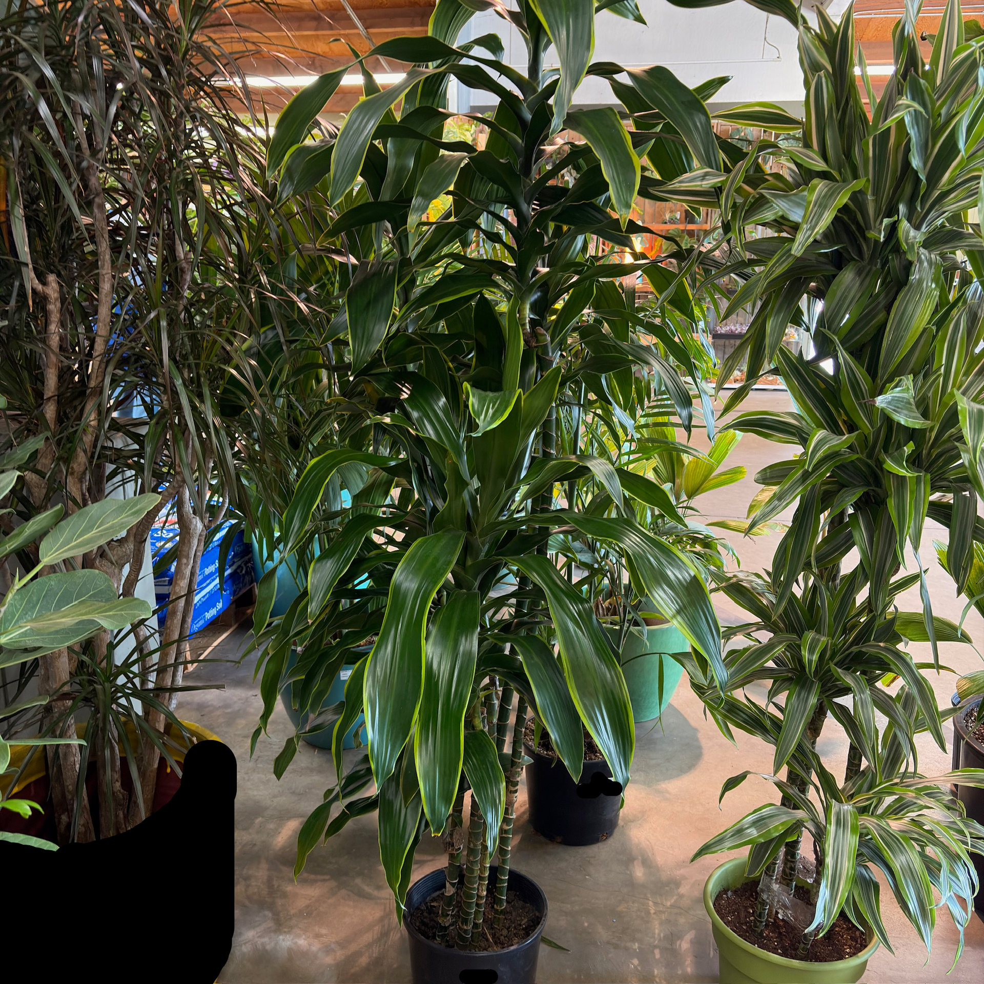 dracaena pele plant care Pele Dracaena