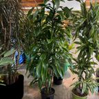 Pele Dracaena 