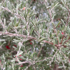 Penola Lavender Grevillea