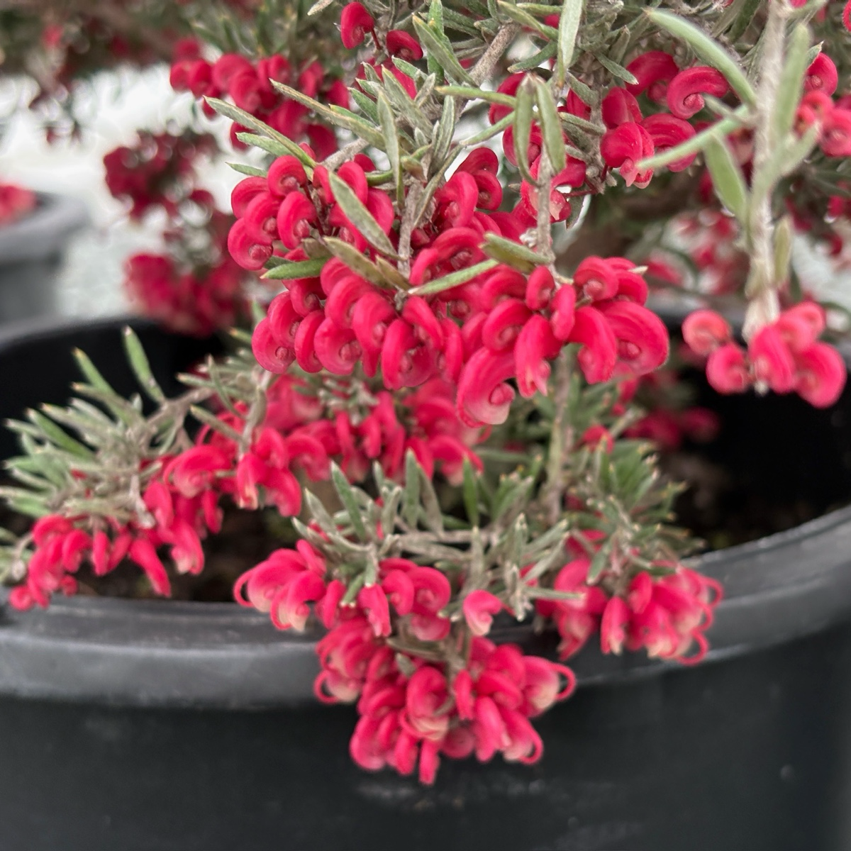 red lavender plant Penola Lavender Grevillea