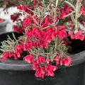 Penola Lavender Grevillea