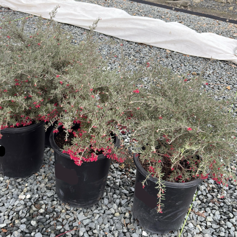 Penola Lavender Grevillea