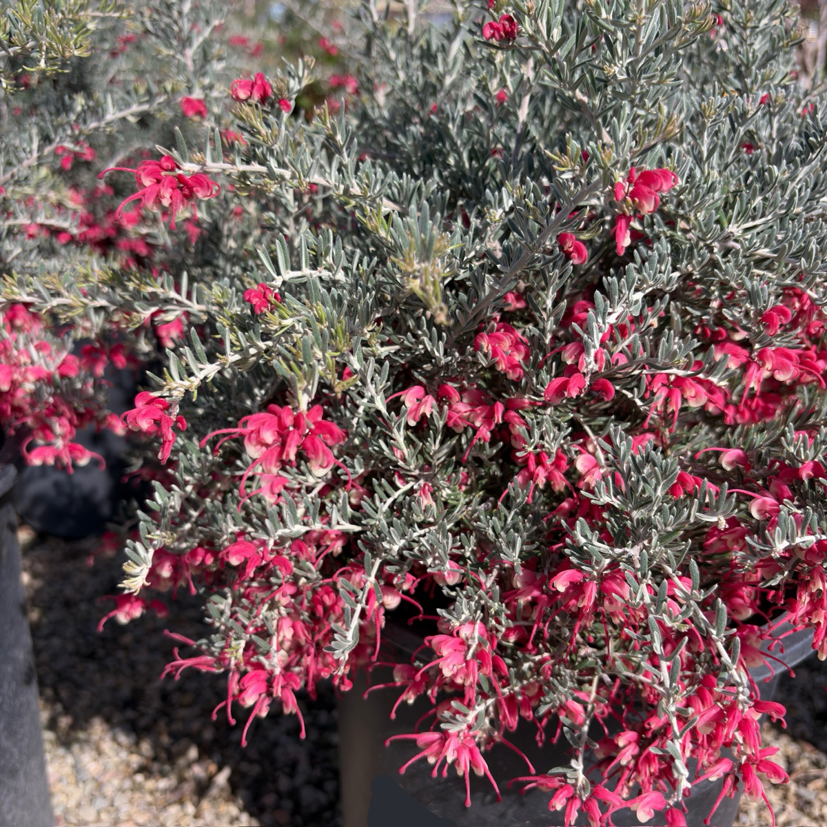 Penola Lavender Grevillea