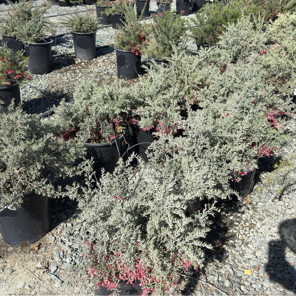 Penola Lavender Grevillea