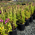 PepTalk Purple Penstemon