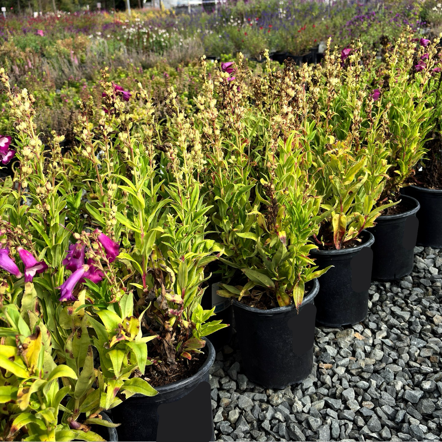 PepTalk Purple Penstemon