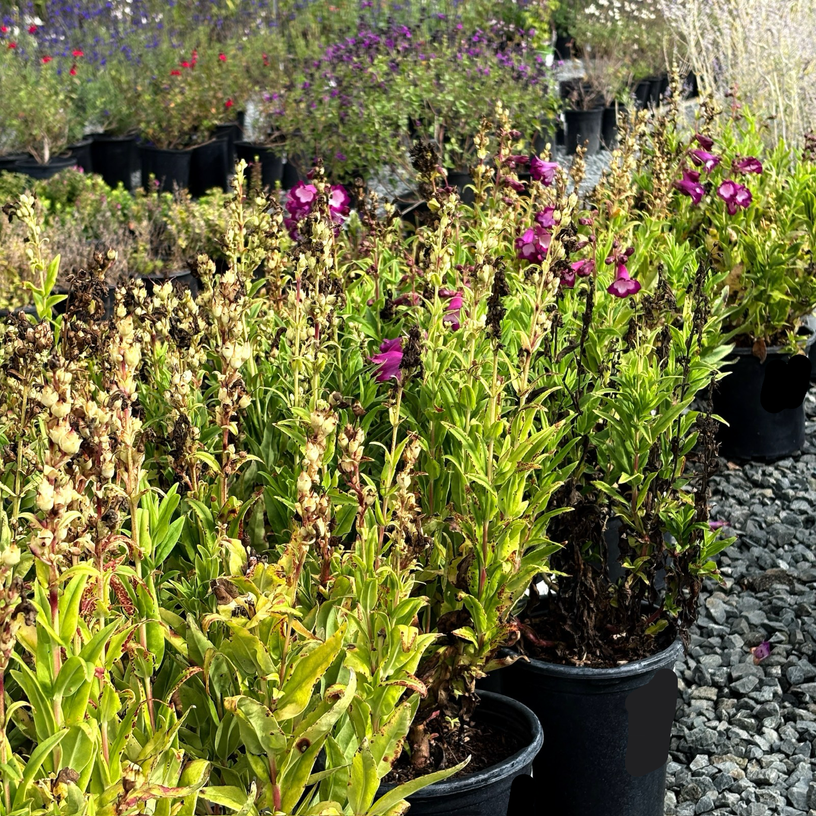 PepTalk Purple Penstemon