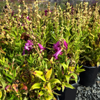 PepTalk Purple Penstemon