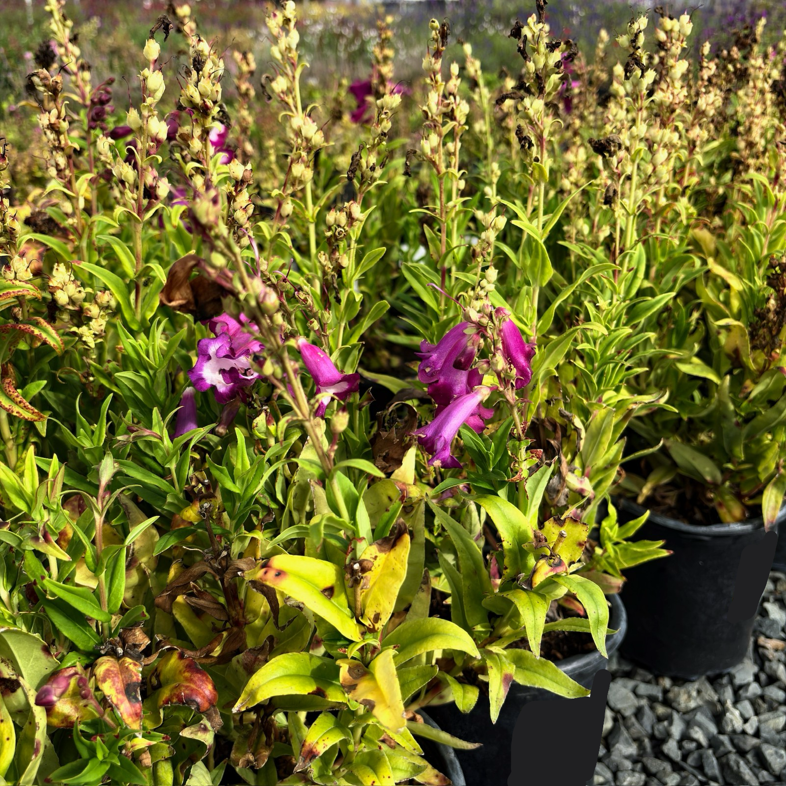 PepTalk Purple Penstemon
