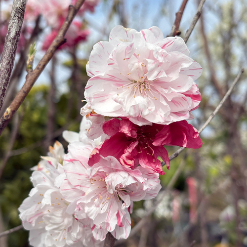 ピーチページ Peppermint Peach Tree | Variegated Pink White Blooms – Victory Nursery