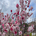 Peppermint Flowering Peach