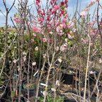 Peppermint Flowering Peach