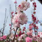 Peppermint Flowering Peach