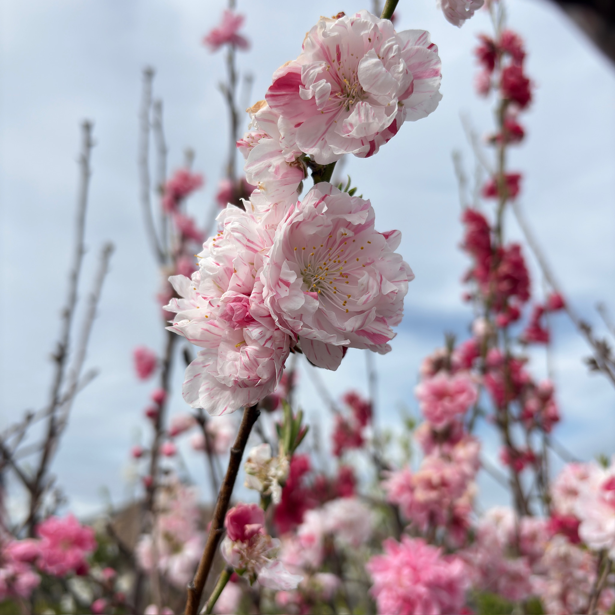 Peppermint Flowering Peach