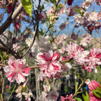 Peppermint Flowering Peach