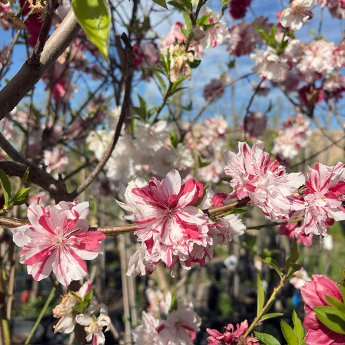 Peppermint Peach Tree | Variegated Pink White Blooms – Victory Nursery