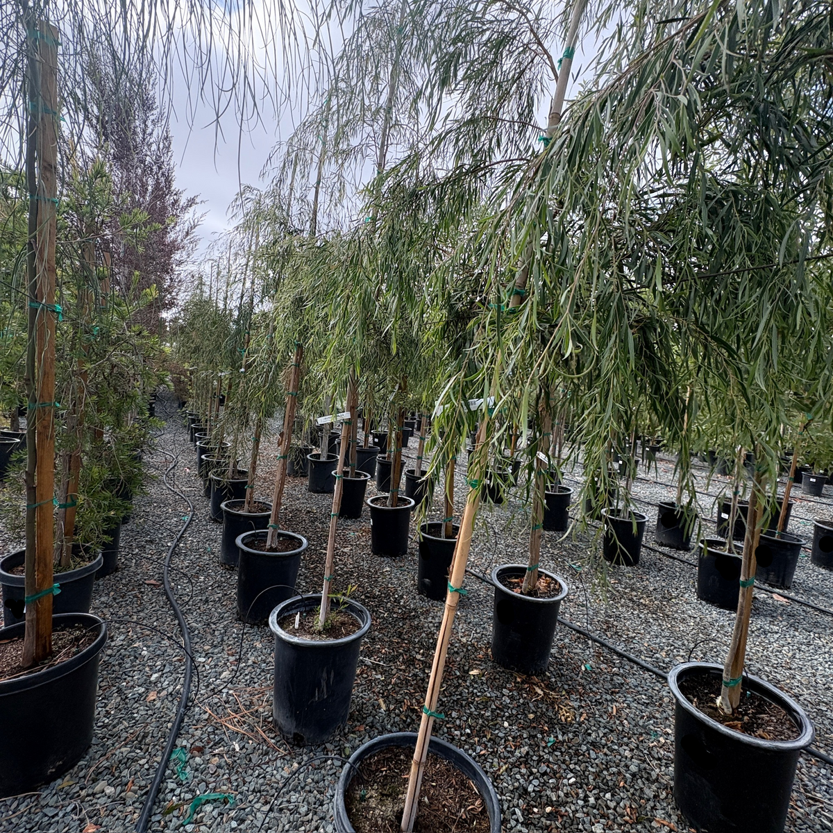 Peppermint Willow