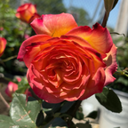 Perfect Moment Hybrid Tea Rose