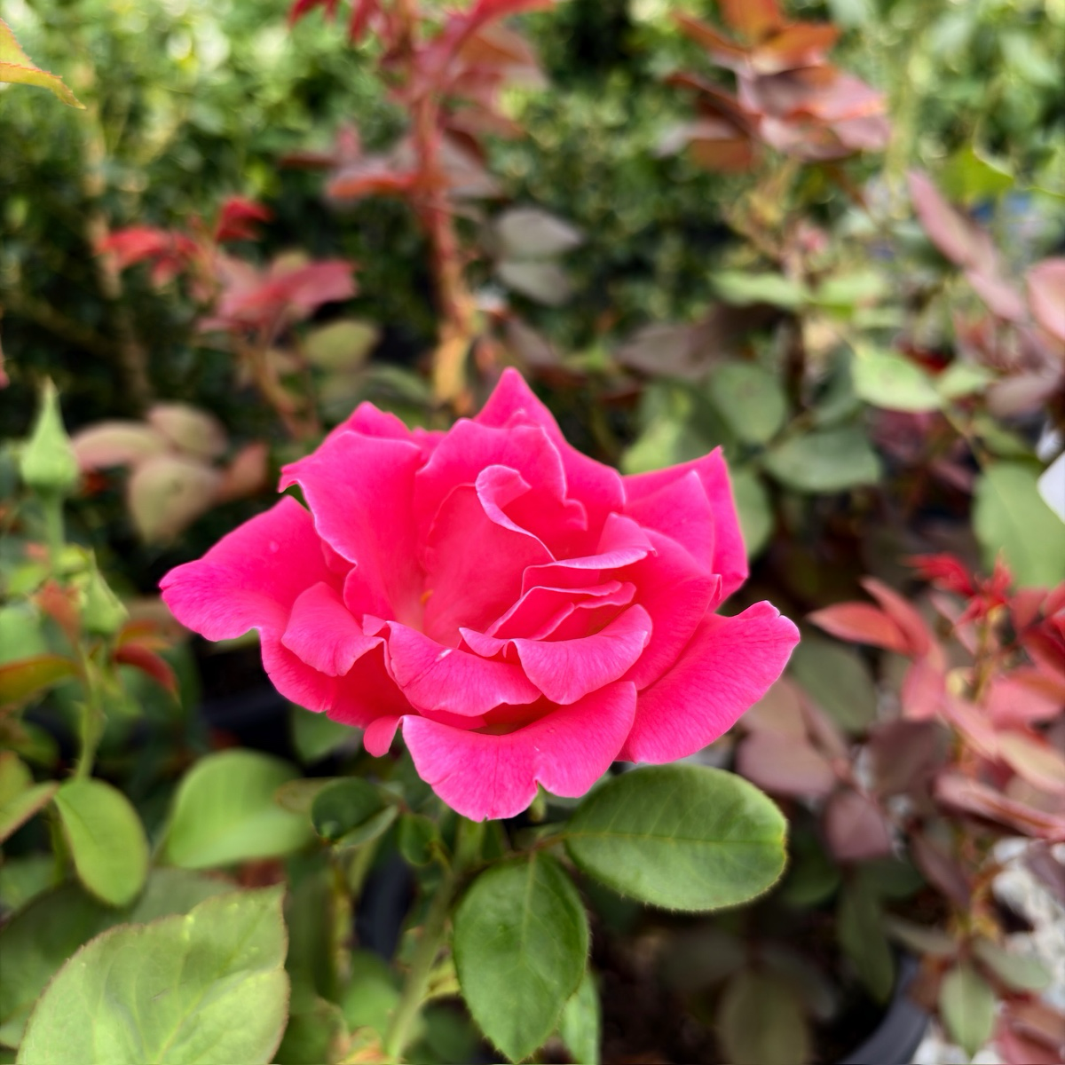 Perfume Delight Hybrid Tea Rose