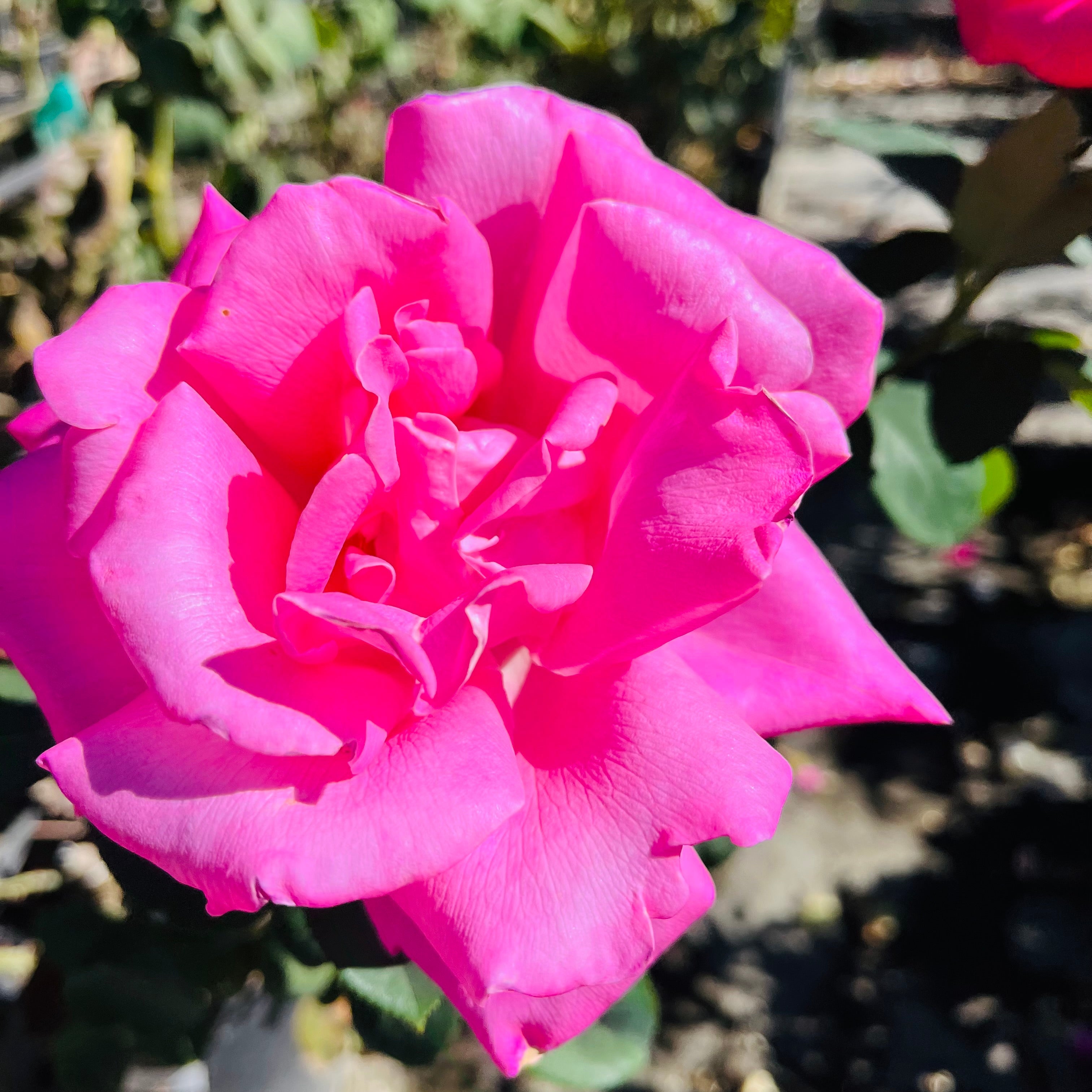 Perfume Delight Hybrid Tea Rose