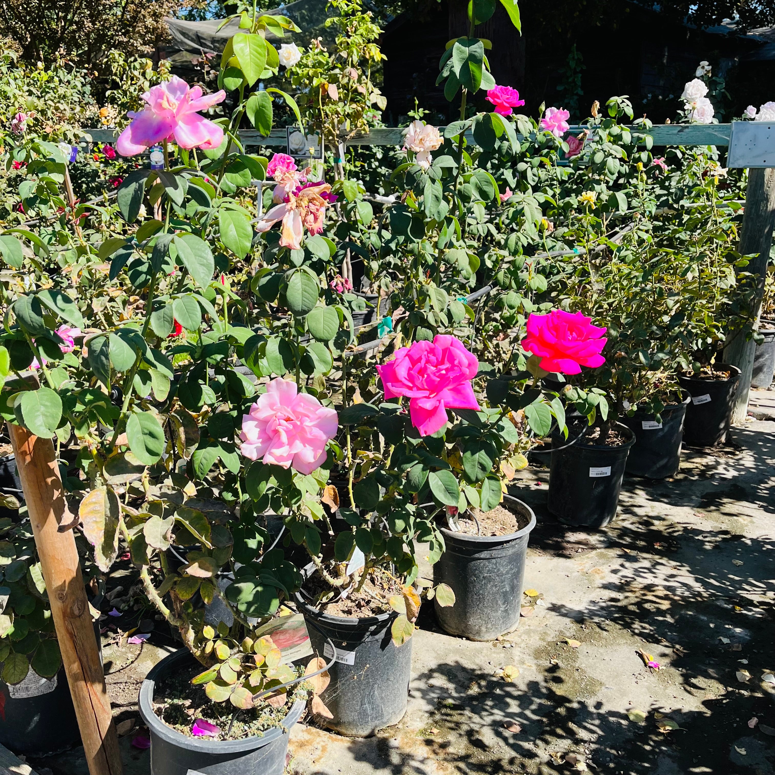 Perfume Delight Hybrid Tea Rose
