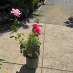 Perfume Delight Rose