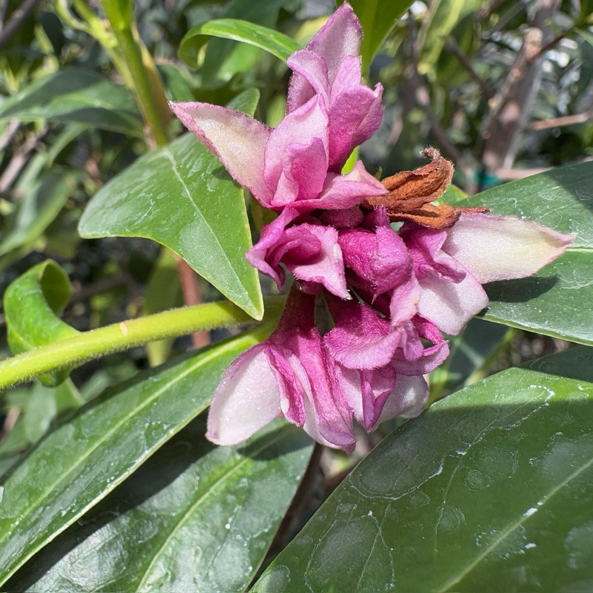 Perfume Princess Winter Daphne