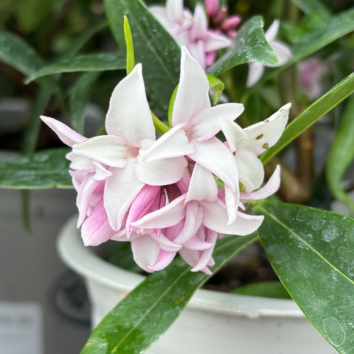 Perfume Princess Winter Daphne