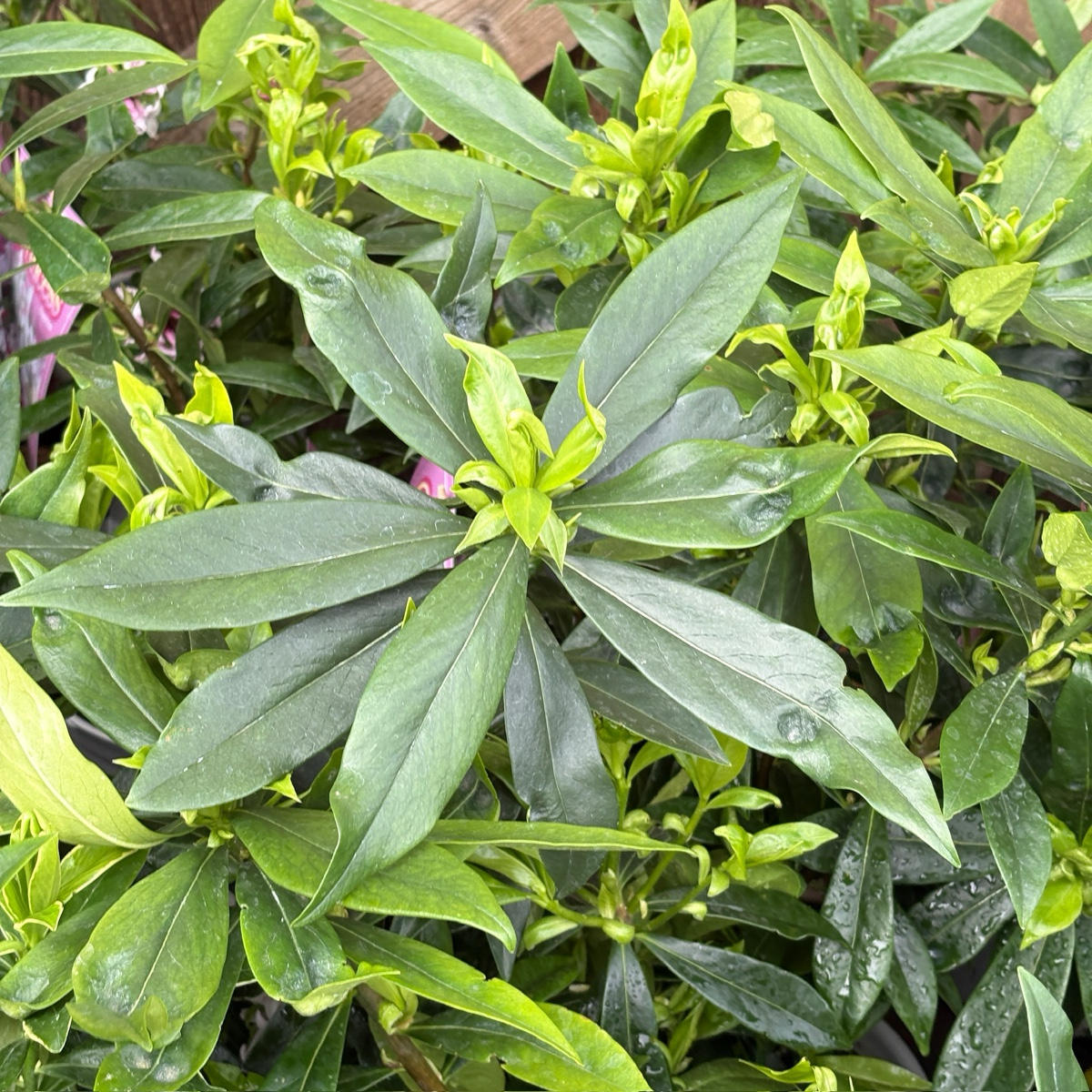 Perfume Princess Winter Daphne