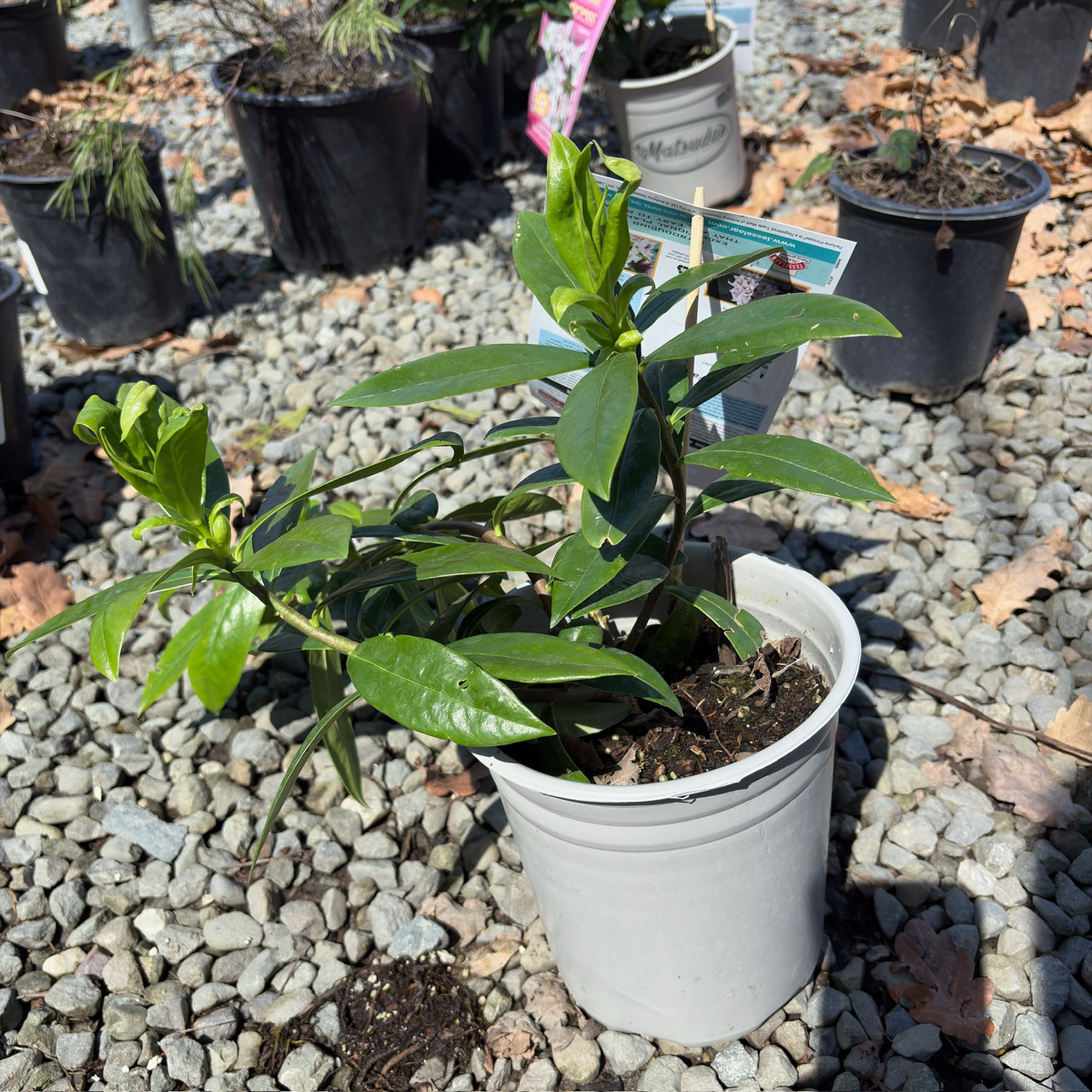 Perfume Princess Winter Daphne