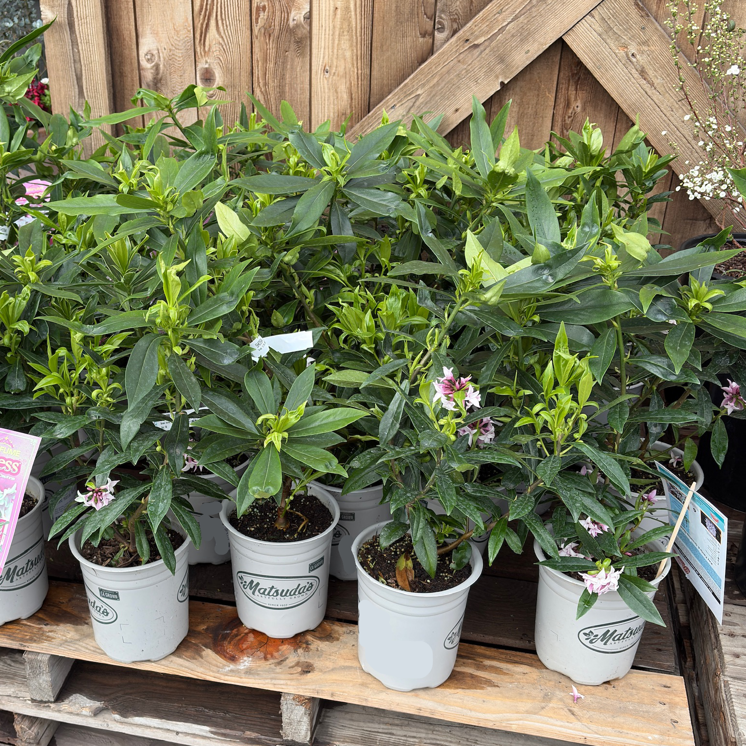 Perfume Princess Winter Daphne