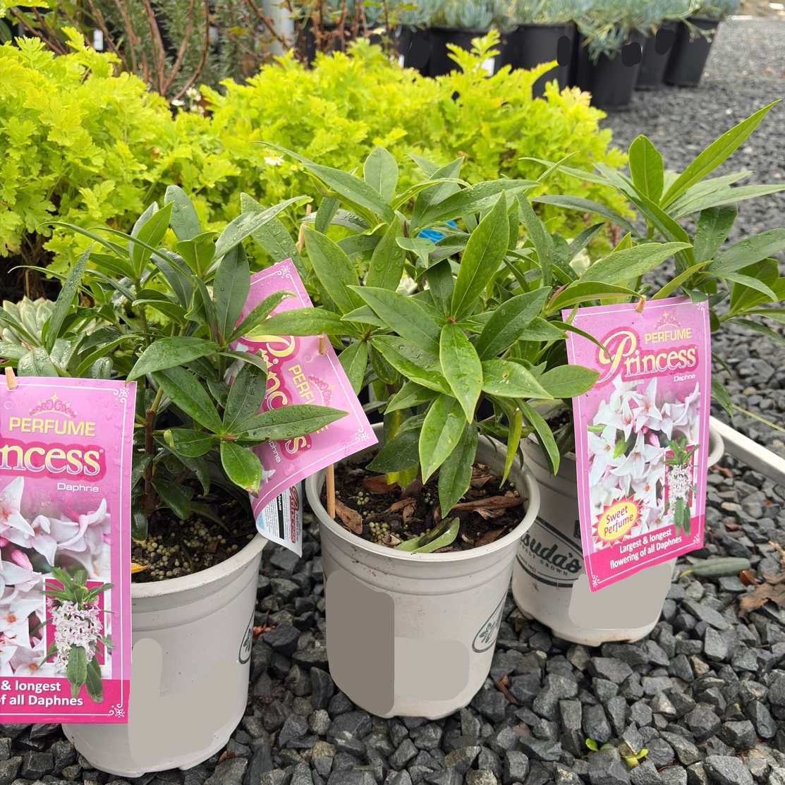 daphne plant indoors Perfume Princess Daphne