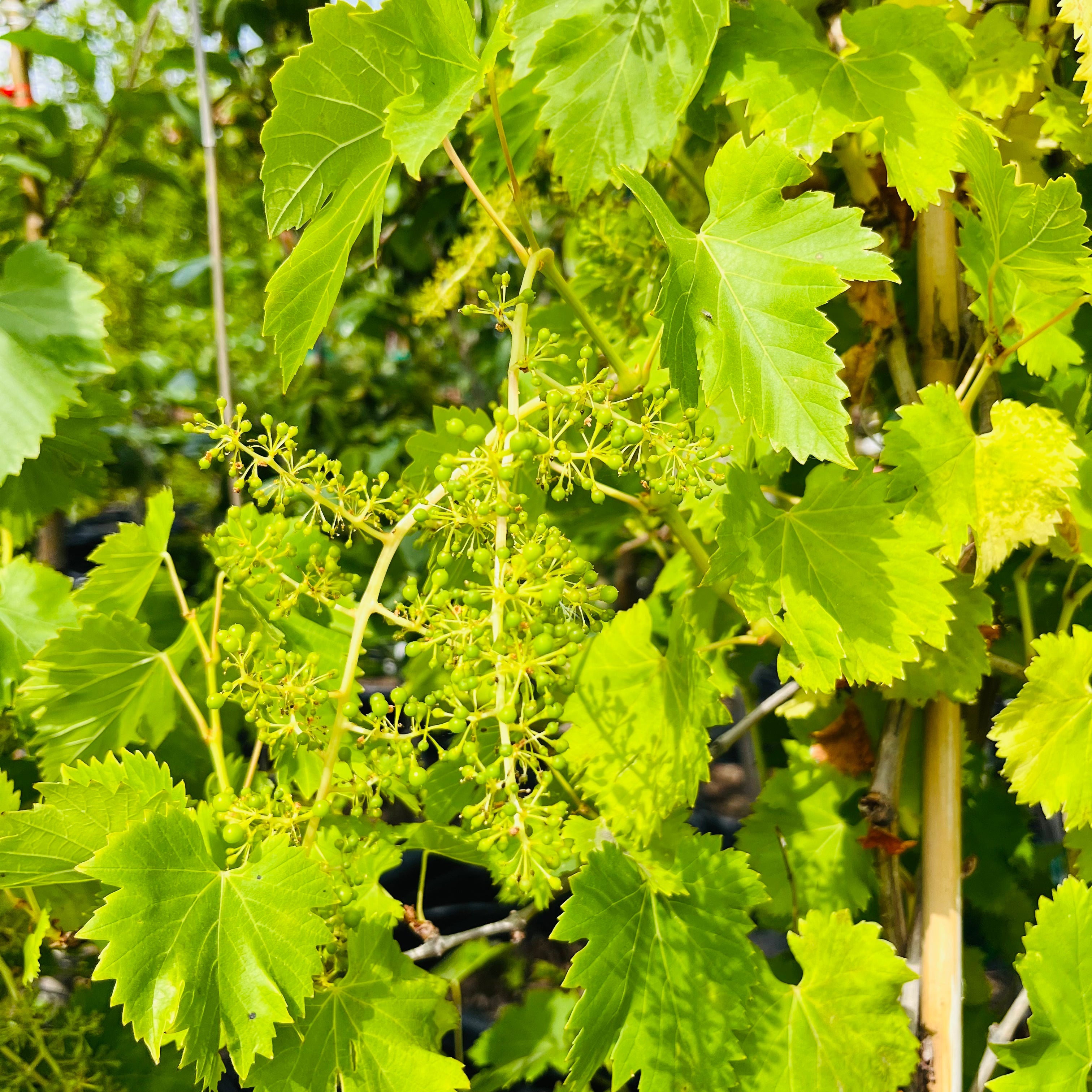 Perlette Seedless Grape