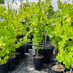 Perlette Seedless Grape