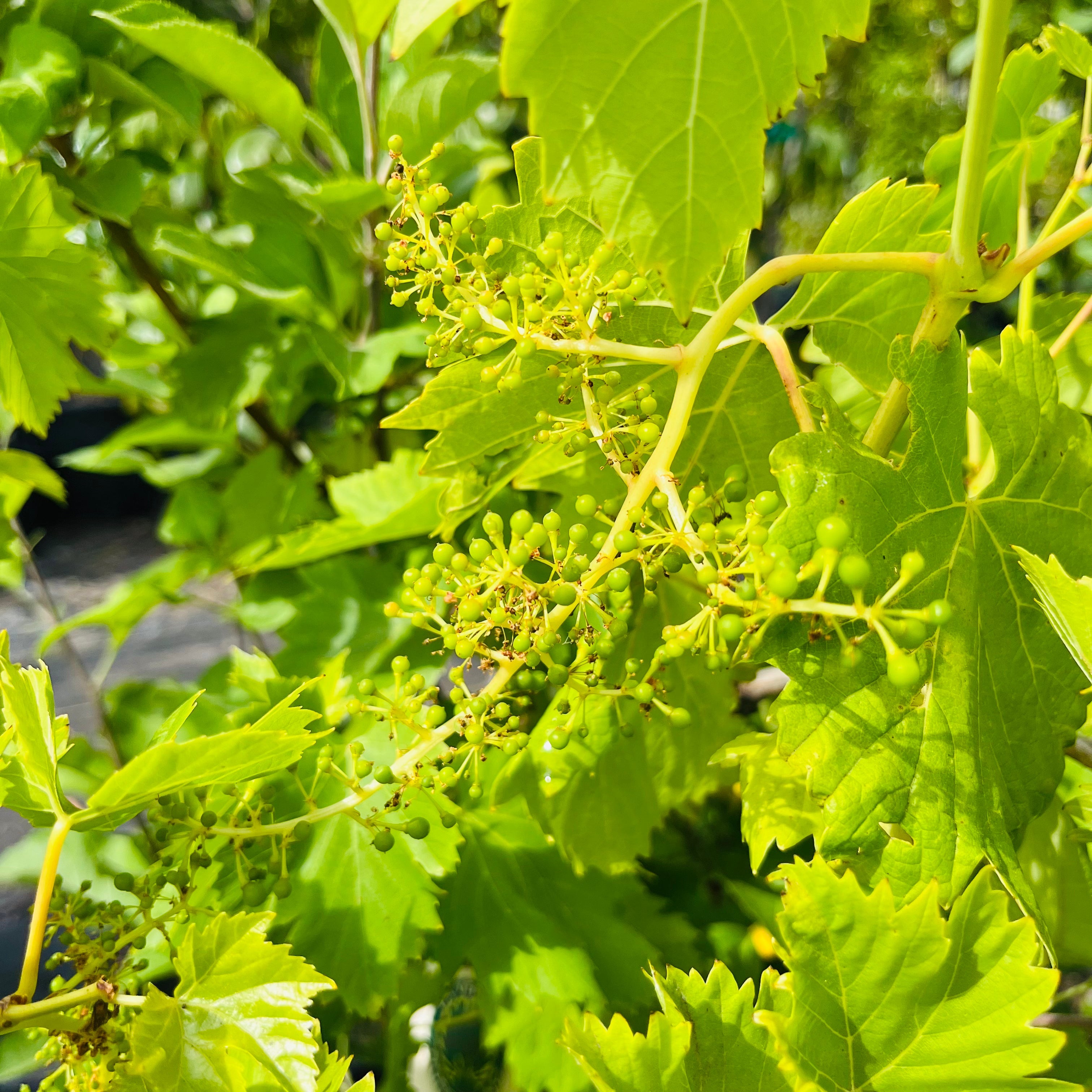 Perlette Seedless Grape