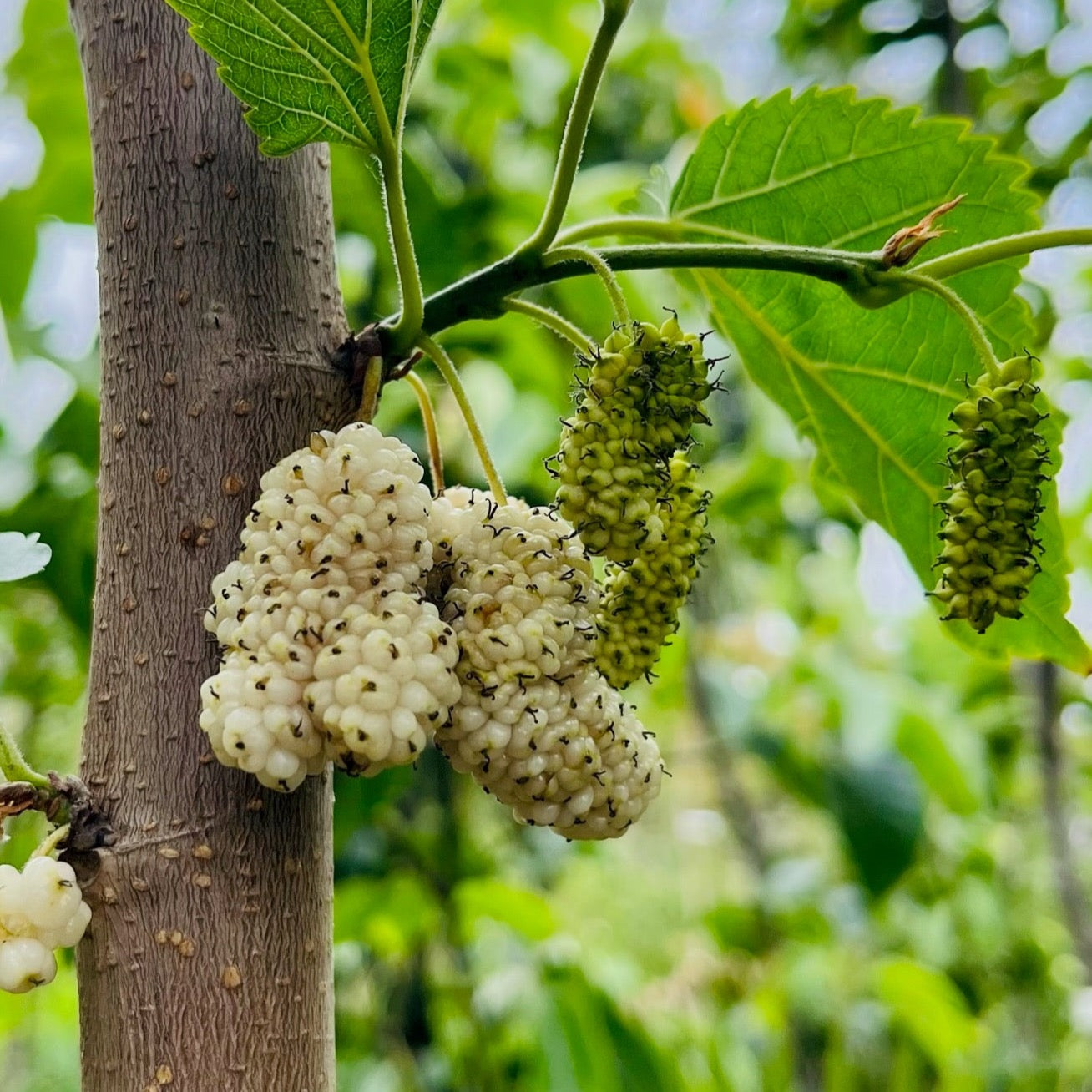 Persian White Mulberry