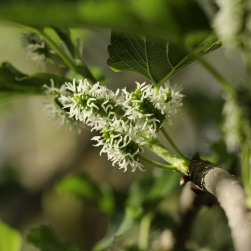 Persian White Mulberry
