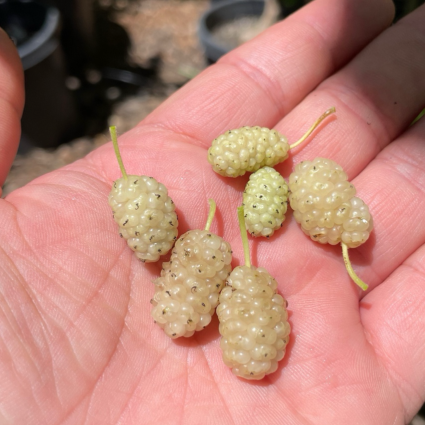 Persian White Mulberry