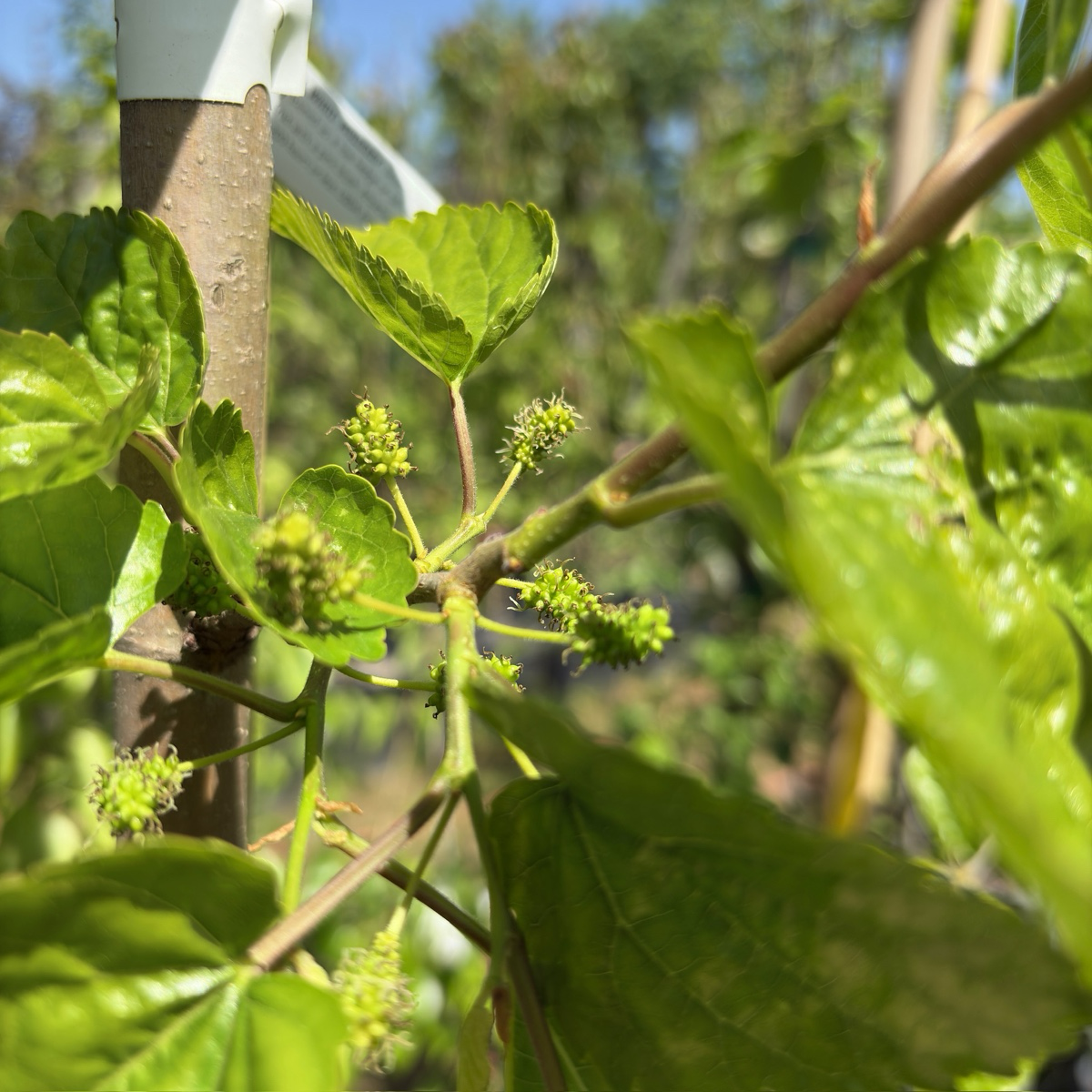 Persian White Mulberry