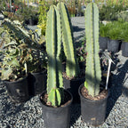 Peruvian Apple Cactus