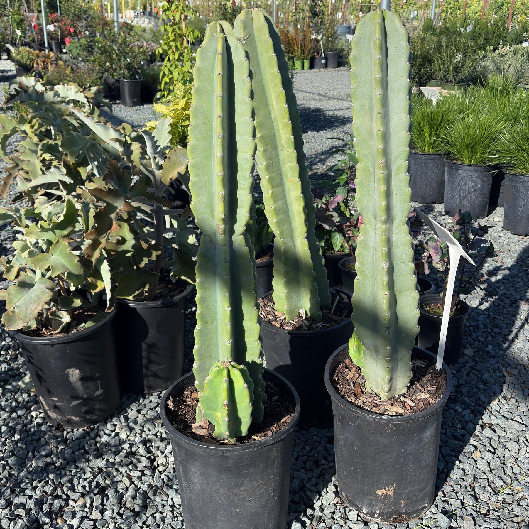 Peruvian Apple Cactus