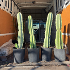 Peruvian Apple Cactus
