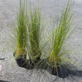 Peruvian Feather Grass