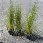 Peruvian Feather Grass