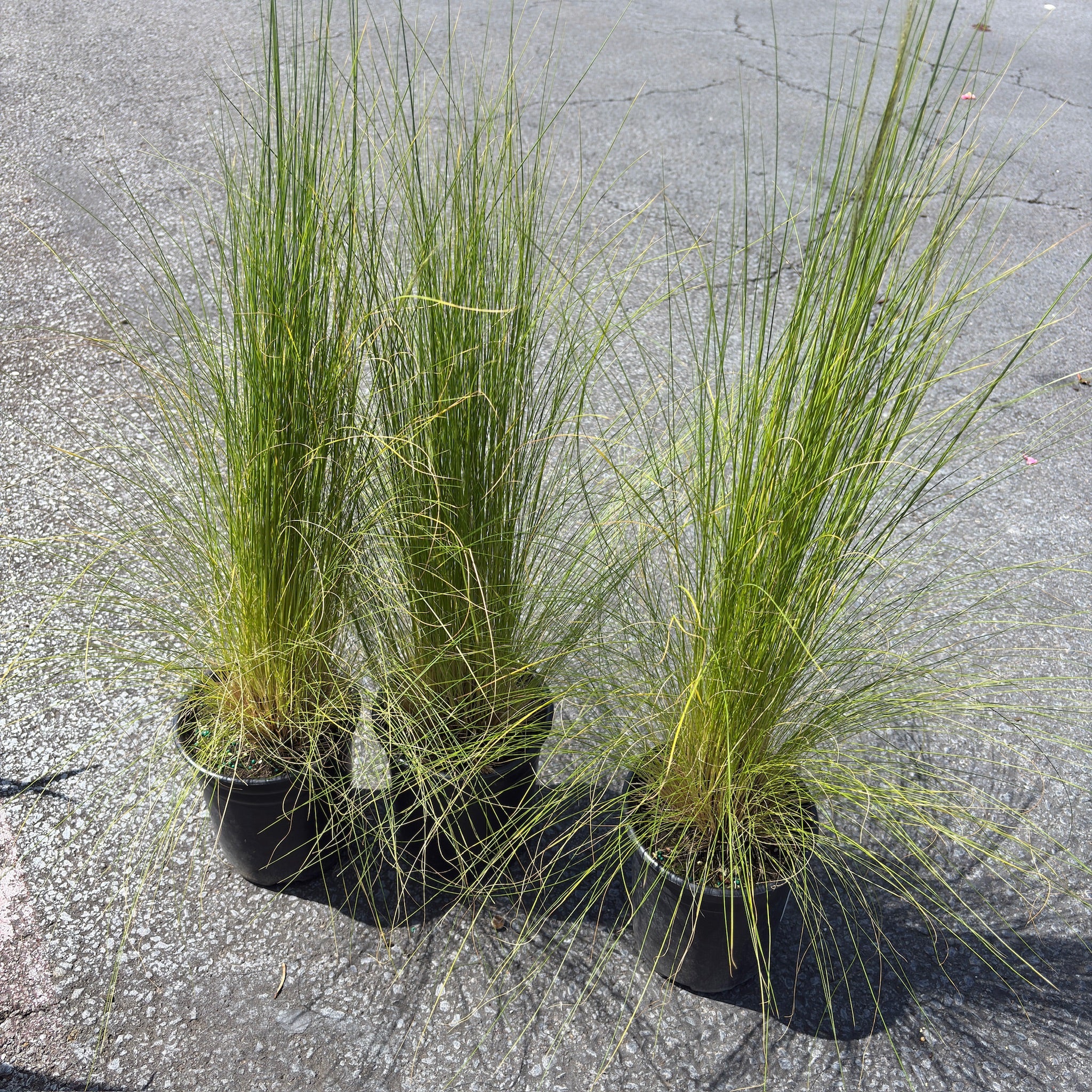 Peruvian Feather Grass