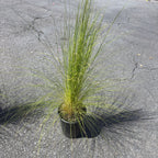 Peruvian Feather Grass