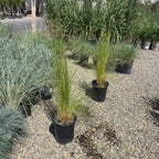 Peruvian Feather Grass