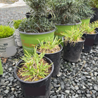 Peter Pan Dwarf Lily of the Nile