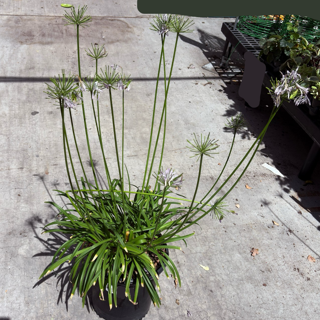 Peter Pan Dwarf Lily of the Nile